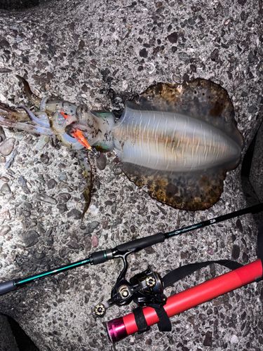 アオリイカの釣果