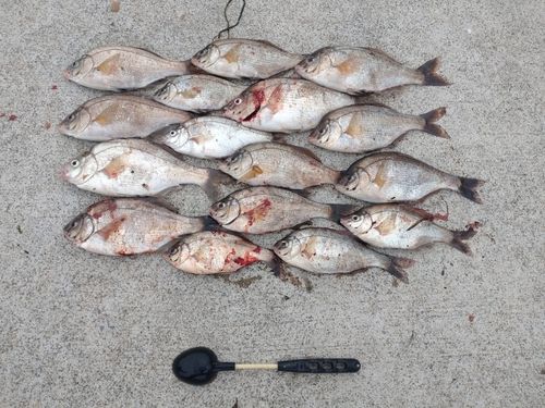 ウミタナゴの釣果