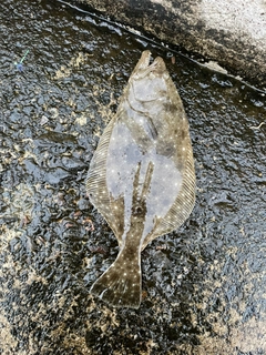 ソゲの釣果