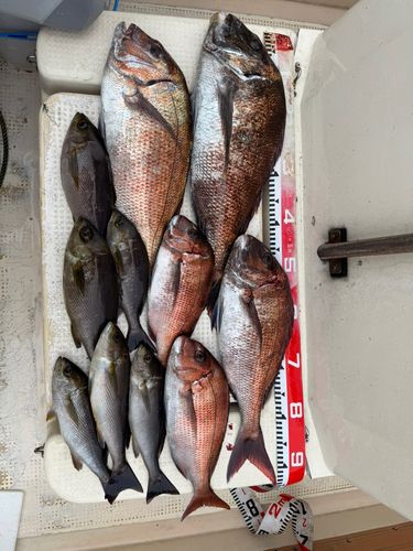 マダイの釣果