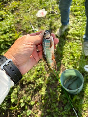 オイカワの釣果