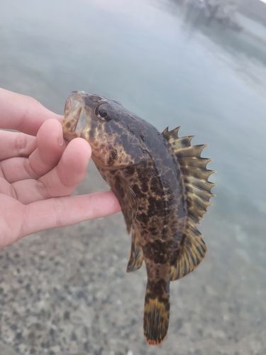 ベッコウゾイの釣果