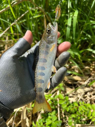 アマゴの釣果