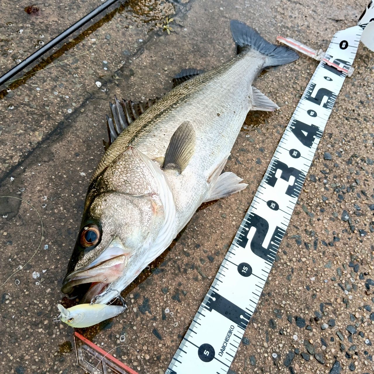 SHIMANO 20ヴァンフォード 3000MHGの最安値・インプレ・釣果 | 本音の