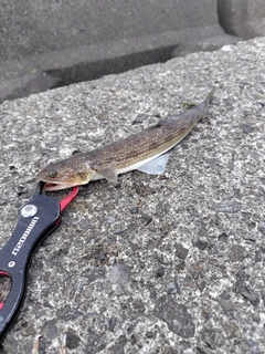 エソの釣果
