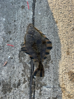 カレイの釣果