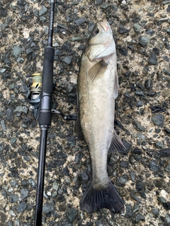 セイゴ（マルスズキ）の釣果
