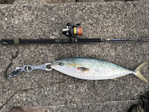 ハマチの釣果
