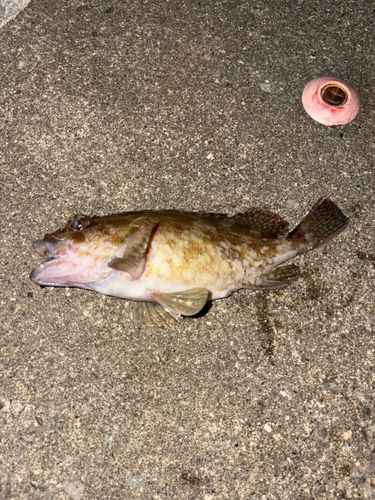 カサゴの釣果