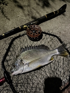 キビレの釣果