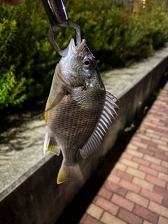 キビレの釣果