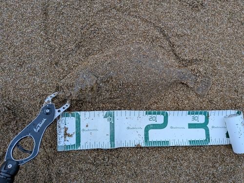 ソゲの釣果