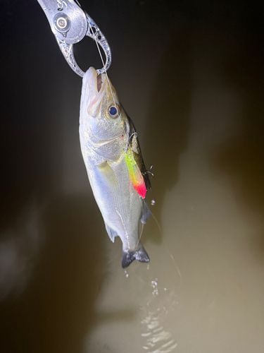 スズキの釣果