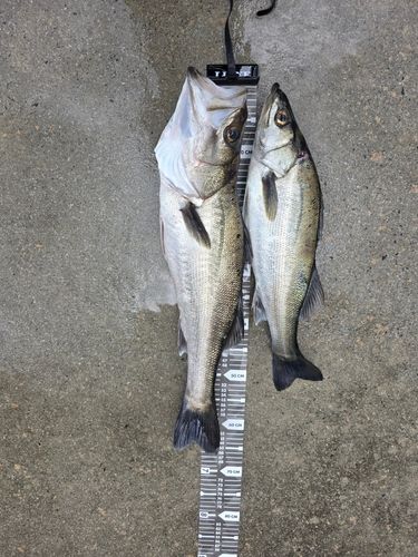 スズキの釣果