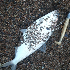 コノシロの釣果