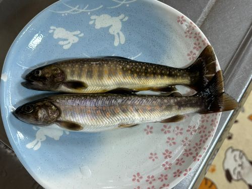 イワナの釣果