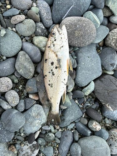 イシモチの釣果