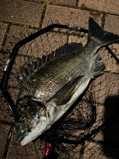 クロダイの釣果