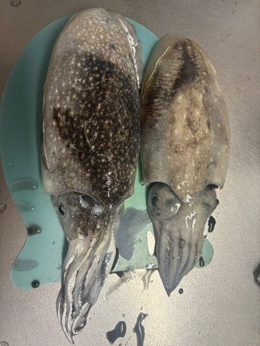 シリヤケイカの釣果