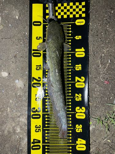 ナマズの釣果