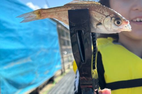 ウミタナゴの釣果