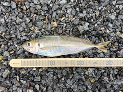 マアジの釣果