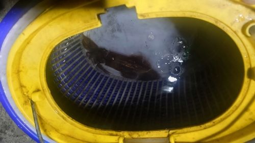 マメイカの釣果