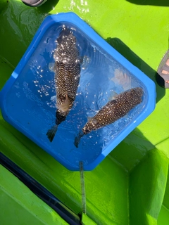 ショウサイフグの釣果