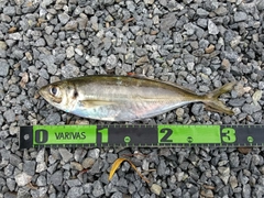 マアジの釣果