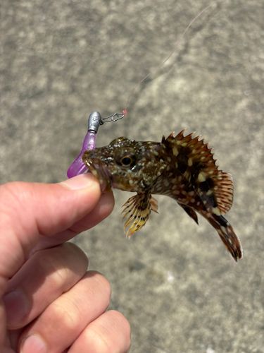 カサゴの釣果