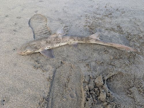 ホシザメの釣果