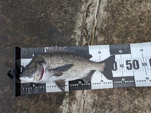 チヌの釣果