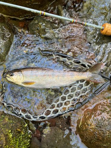 ヤマメの釣果