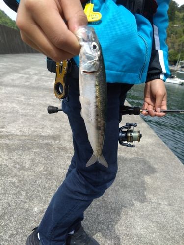 マイワシの釣果