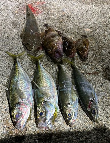 アジの釣果
