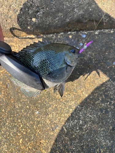 メジナの釣果