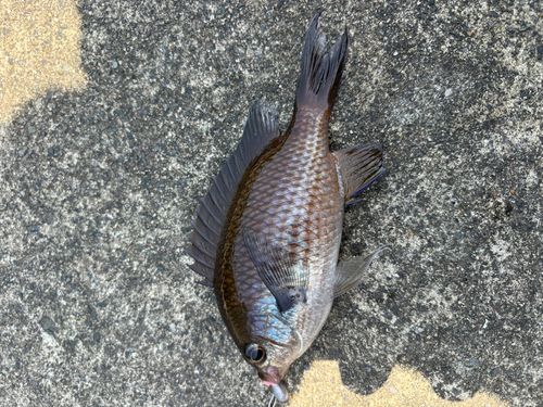 スズメダイの釣果