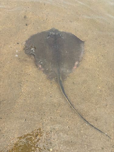 アカエイの釣果