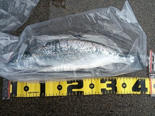 サクラマスの釣果