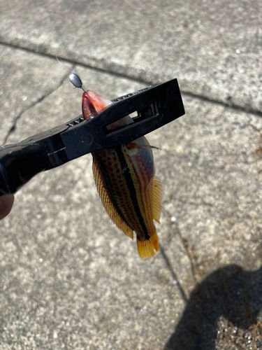 ベラの釣果