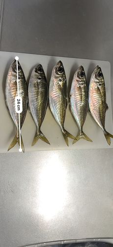 アジの釣果