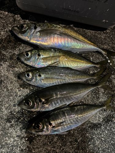 アジの釣果
