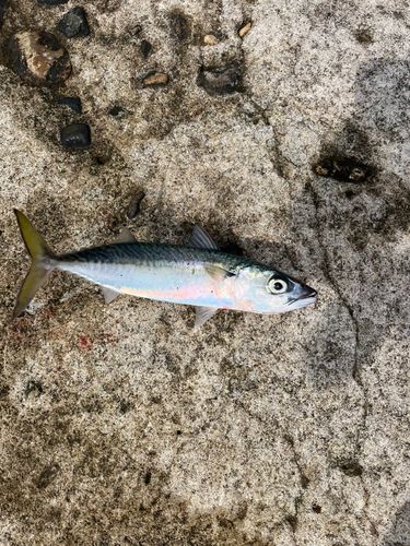 サバの釣果