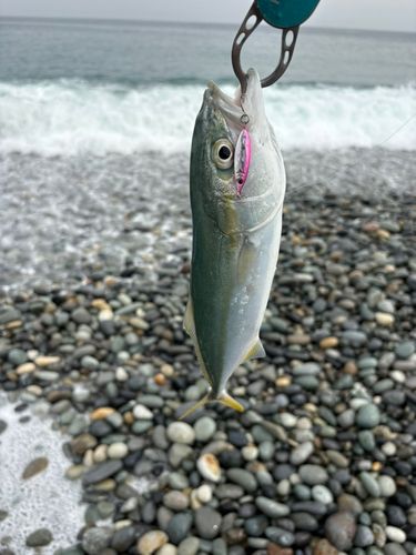 コゾクラの釣果