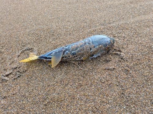 シマフグの釣果
