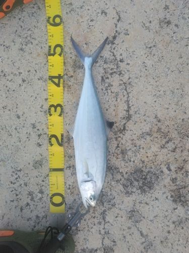 ミナミイケカツオの釣果