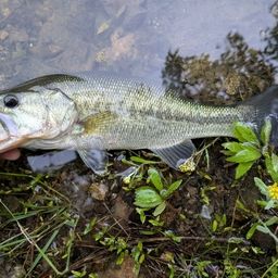 ブラックバスの釣果写真