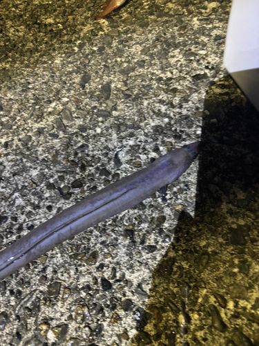 クロアナゴの釣果