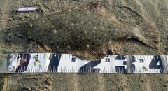 ヒラメの釣果