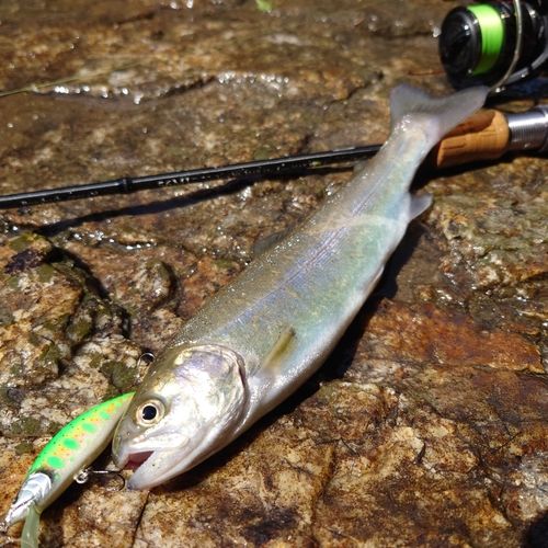 ニジマスの釣果